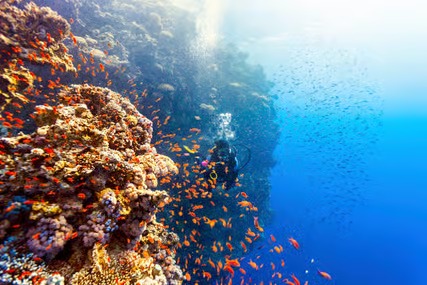 Sunlight filtering over a colorful coral reef
